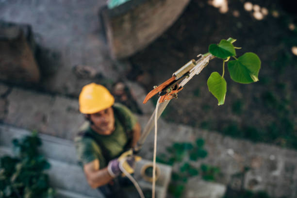 Best Palm Tree Trimming  in Altadena, CA